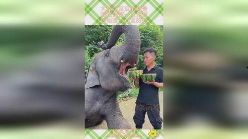 大象在吃瓜,揭秘热带雨林中的生态奇观