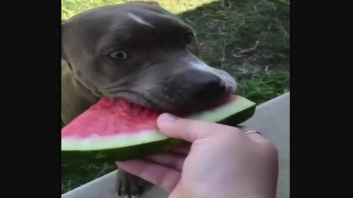 土狗和西瓜吃瓜,吃瓜趣事乐翻天