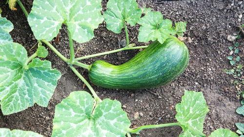 孕中期可以吃瓠瓜