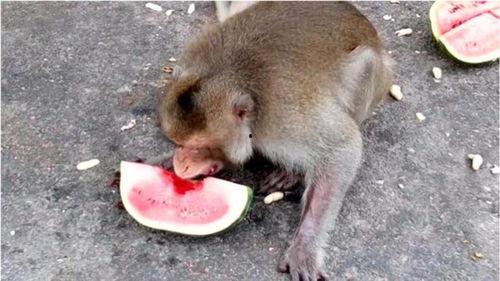 猴子吃大老瓜